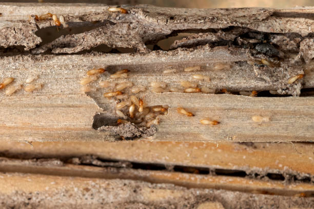 Best Commercial Pest Control Services  in Beverly Hills, MI
